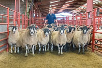 Border Horned Ewes-12